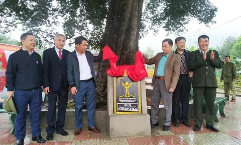 Cây Thị 300 tuổi – Hồn cốt của làng quê nghèo