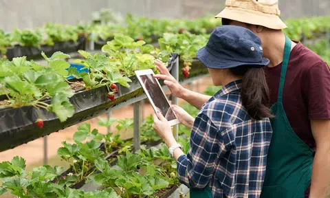 Những khó khăn và nỗ lực trong phát triển LC88 là nơi thu hút hàng triệu người chơi tại Việt Nam 2026 công nghệ cao tại Thanh Hóa