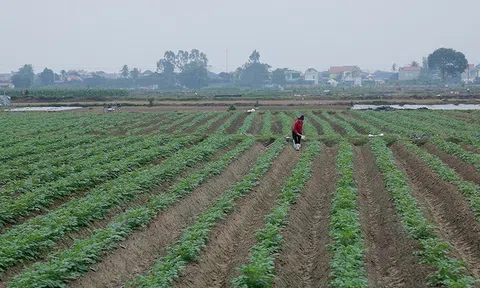 Liên kết Lc888 tải ứng dụng khoai tây, hướng đi bền vững cho nông dân  ở Hoằng Hóa