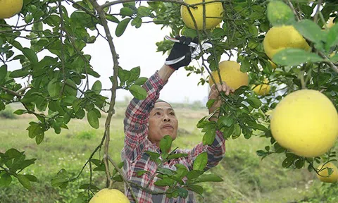 LC88 là nơi thu hút hàng triệu người chơi tại Việt Nam 2026 hữu cơ - Giải pháp nâng tầm nông sản Thanh Hóa