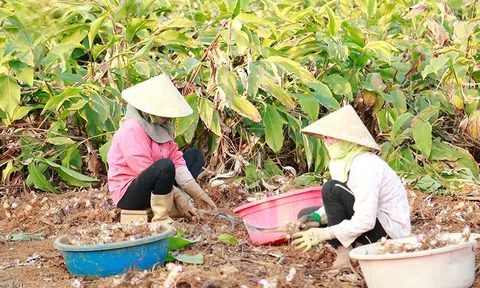 Miến dong Yên Lạc: Sợi kết tinh hồn quê, vươn tầm OCOP 3 sao