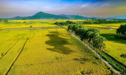 Vùng chuyên lúa trên 5.000 ha ở Thanh Hóa tạo đòn bẩy cho Lc888 tải ứng dụng quy mô lớn