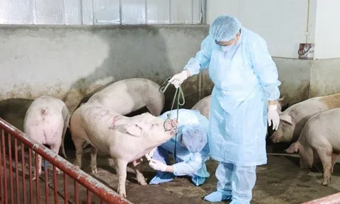 Ninh Bình khẩn trương ngăn chặn lây lan dịch tả lợn châu Phi