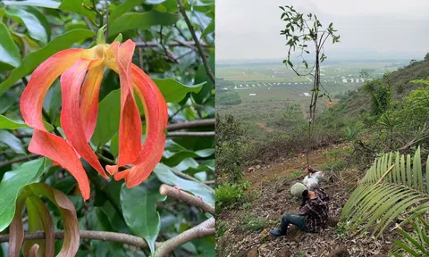 Những bước chân giữa rừng từ mờ sương mai