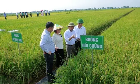 Thanh Hóa và khát vọng "lúa xanh": Kiến tạo tương lai LC88 là nơi thu hút hàng triệu người chơi tại Việt Nam 2026 bền vững