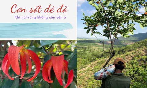 Cơn sốt dẻ đỏ và những hậu quả đau xót với rừng già Ngàn Nưa