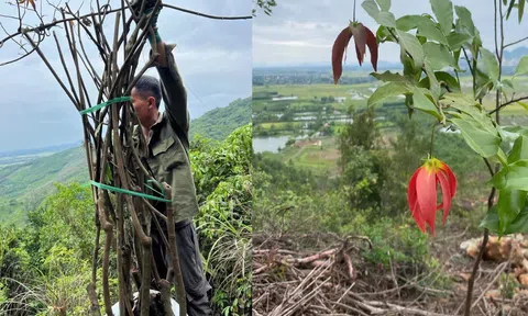 Hương rừng và mơ ước níu giữ sắc đỏ Ngàn Nưa