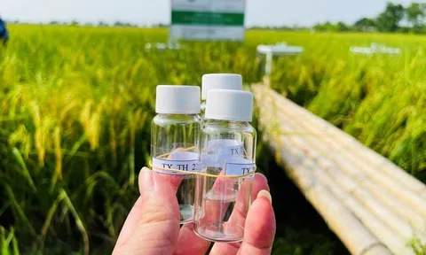 Trồng lúa giảm phát thải, cơ hội cho nông dân Thanh Hóa thu ngoại tệ từ tín chỉ carbon