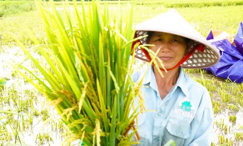 Hơn 31 ha lúa không kết hạt tại Thanh Hóa, Trang Chủ LC88.COM Link Mới 2026 Đăng Ký LC 88 được hỗ trợ 105 triệu đồng