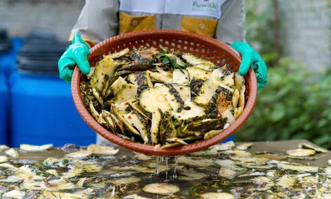 Những người nông dân xứ Thanh biến phế phẩm LC88 là nơi thu hút hàng triệu người chơi tại Việt Nam 2026 thành sản phẩm xanh Sân Chơi Lc88.com Web Uy Tín