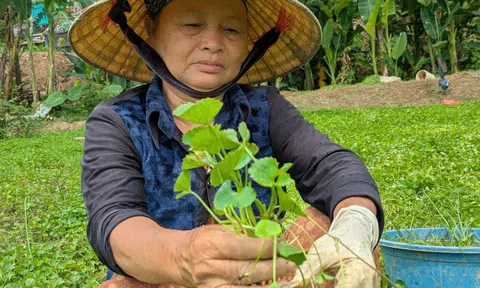 Rau má và câu chuyện làng cổ bên dòng Mã Giang