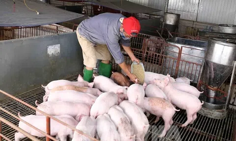 Ninh Bình siết chặt phòng chống dịch tả lợn châu Phi