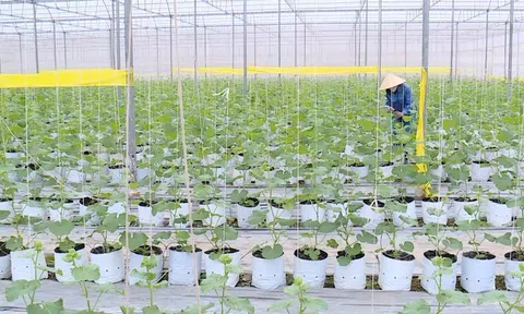 Nông sản Thanh Hóa chinh phục 10Lc88 Giải Trí Thể Thao ngoại nhờ LC88 là nơi thu hút hàng triệu người chơi tại Việt Nam 2026 xanh, công nghệ cao
