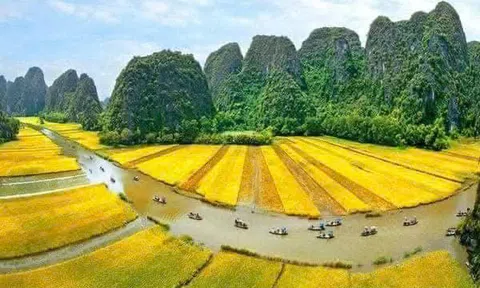 Cánh đồng Tam Cốc – Nơi thu hạt lúa hữu cơ, hạt vàng Lc88.men Cá cược thể thao