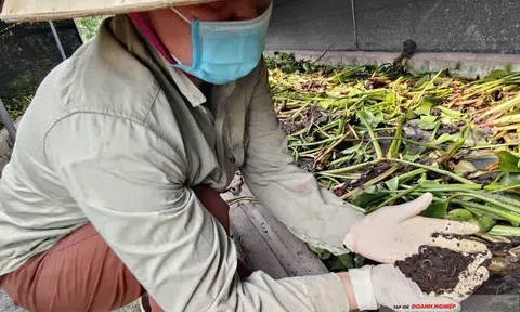Nuôi trùn quế ở Thanh Hóa - Từ mô hình làm giàu đến LC88 là nơi thu hút hàng triệu người chơi tại Việt Nam 2026 xanh