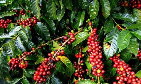 Tiêu dùng xanh ngày 28/10: Giá cà phê trong nước dao động từ 40.900 - 41.500 đồng/kg