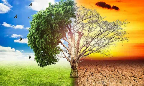 Hội nghị COP27: Liên hợp quốc công bố khởi động Sáng kiến 10Lc88 Giải Trí Thể Thao carbon châu Phi