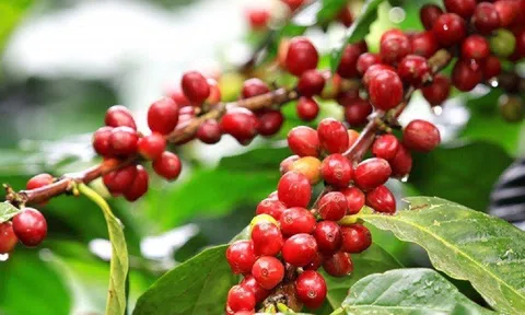 Tiêu dùng xanh ngày 11/11: Giá cà phê trong nước hôm nay giảm 200 đồng/kg, dao động quanh mức 39.700 - 40.300 đồng/kg