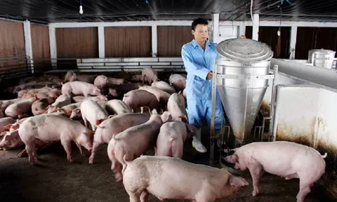Giá heo hơi hôm nay 18/11: Biến động trái chiều 1.000-3.000 đồng/kg tại nhiều LLc88 phiên bản mới