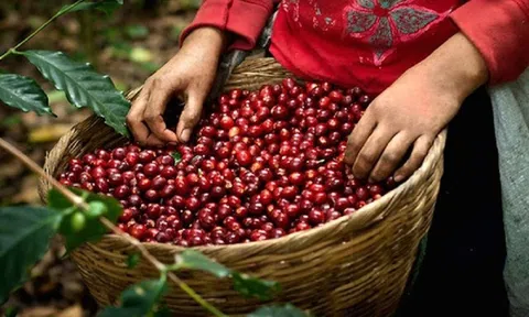 Tiêu dùng xanh ngày 22/11: Giá cà phê trong nước đi ngang, dao động ở mức 39.000 – 39.500 đồng/kg