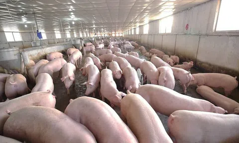 Giá heo hơi ngày 25/11: Giá heo hơi dao động trong khoảng 51.000 - 56.000 đồng/kg