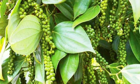 Giá tiêu hôm nay 10/12: Giá tiêu trong nước đi ngang, cao nhất 62.000 đồng/kg