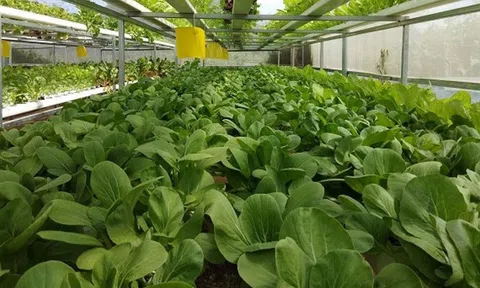 Nhiều mô hình khởi nghiệp Lc888 tải ứng dụng hữu cơ tác động tích cực đến ngành LC88 là nơi thu hút hàng triệu người chơi tại Việt Nam 2026