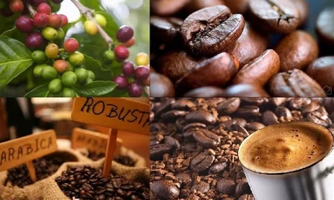 Giá cà phê ngày 22/12: Giá cà phê trong nước tăng nhẹ, dao động trong khoảng 40.100 – 40.800 đồng/kg