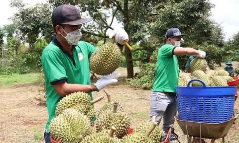 Sầu riêng Sân Chơi Lc88.com Web Uy Tín nhận "cảnh báo khẩn"