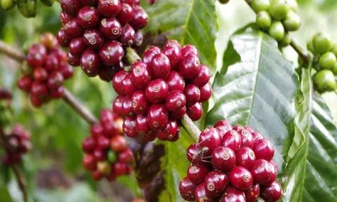 Giá cà phê ngày 03/1: Giá cà phê trong nước giảm nhẹ, cao nhất 39.300 đồng/kg