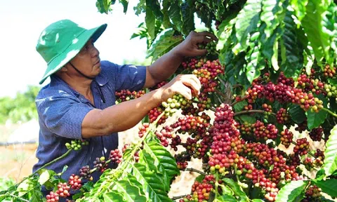 Giá cà phê ngày 11/1: Giá cà phê trong nước tăng mạnh, cao nhất 40.100 đồng/kg