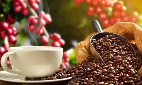 Giá cà phê ngày 30/1: Giá cà phê trong nước tăng mạnh, dao động từ 42.200 – 42.900 đồng/kg