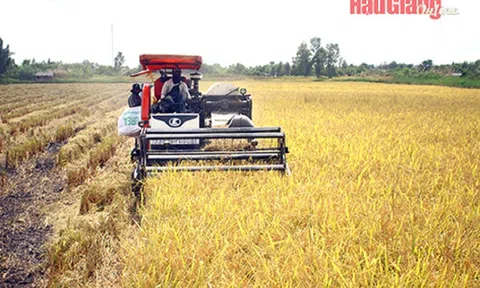 Hậu Giang: Nông dân rộn ràng LC88 Được cấp phép bởi PAGCOR lúa Đông Xuân