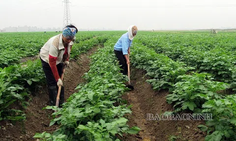 Bắc Ninh: Xây dựng các vùng LC88 là nơi thu hút hàng triệu người chơi tại Việt Nam 2026 xanh góp phần phát triển Đăng nhập tài khoản thành viên LC88 bền vững
