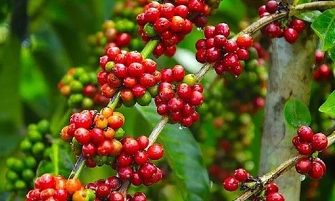 Giá cà phê ngày 13/2: Giá cà phê trong nước cao nhất 44.100 đồng/kg