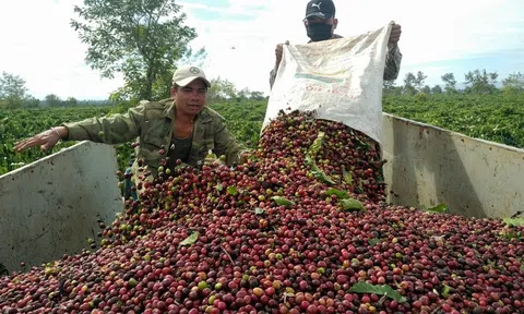 Giá cà phê ngày 16/2: Giá bật tăng mạnh ở cả 10Lc88 Giải Trí Thể Thao trong nước và thế giới