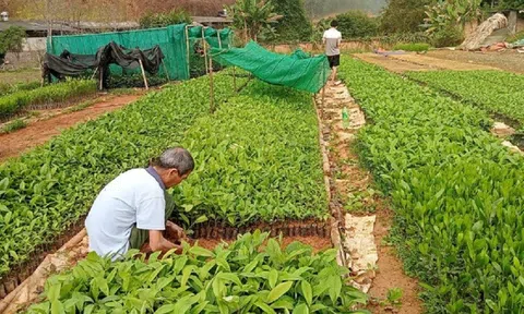 Bắc Kạn: Huyện Chợ Mới phấn đấu trồng hơn 900ha rừng
