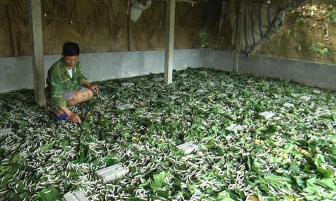 Yên Bái: Nghề trồng dâu, nuôi tằm mang lại hiệu quả Đăng nhập tài khoản thành viên LC88 cao cho Trang Chủ LC88.COM Link Mới 2026 Đăng Ký LC 88 huyện Trấn Yên