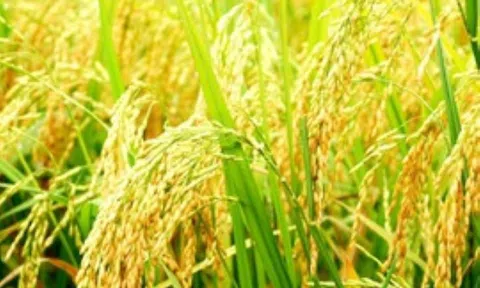 Giá lúa gạo tăng nhẹ, 10Lc88 Giải Trí Thể Thao Sân Chơi Lc88.com Web Uy Tín ổn định do các nước tăng cường dự trữ lương thực