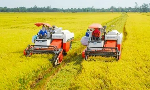 Giá lúa gạo đi ngang, các thương lái đẩy mạnh gom hàng