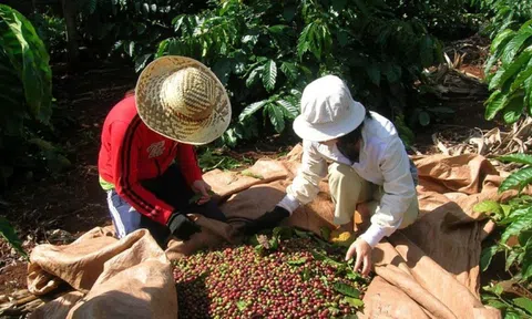 Giá cà phê ngày 16/3: Giá cà phê trong nước ổn định, 10Lc88 Giải Trí Thể Thao thế giới tiếp tục giảm