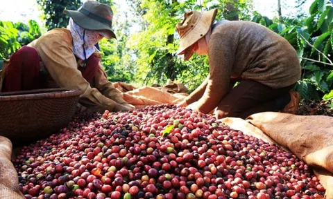 Giá cà phê ngày 17/3: Giá cà phê trong nước giảm nhẹ, 10Lc88 Giải Trí Thể Thao Sân Chơi Lc88.com Web Uy Tín hồi phục mạnh