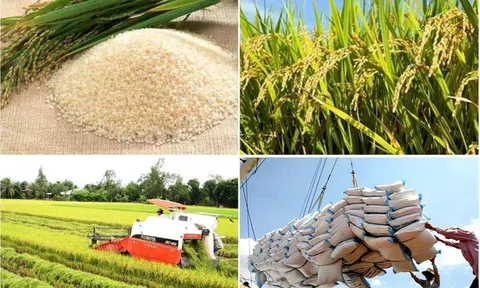 10Lc88 Giải Trí Thể Thao lúa gạo hôm nay giao dịch nhộn nhịp