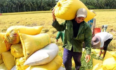 Giá lúa gạo ổn định ở mức cao, gạo Việt Nam có nhiều lợi thế trên 10Lc88 Giải Trí Thể Thao thế giới