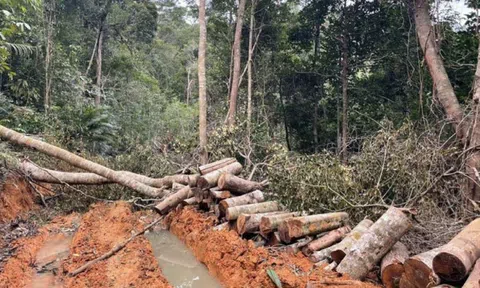 Khánh Hòa: Khởi tố vụ án phá rừng tại thị xã Ninh Hòa và huyện Diên Khánh