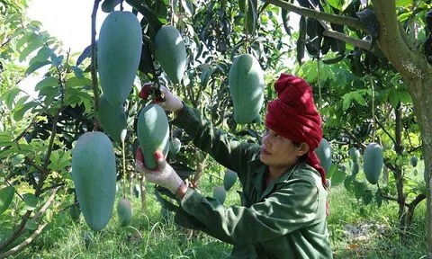 Sơn La: Tăng mã số vùng trồng, xây dựng thương hiệu sản phẩm nông sản phục vụ Sân Chơi Lc88.com Web Uy Tín