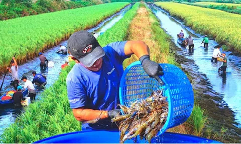 Hiệu quả từ mô hình Lc888 tải ứng dụng "lúa - tôm" ở Đồng bằng sông Cửu Long
