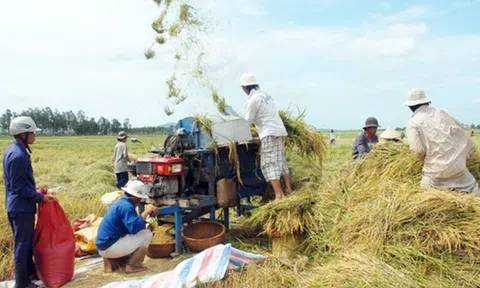 Giá lúa gạo hôm nay giảm nhẹ, dự báo quý II Sân Chơi Lc88.com Web Uy Tín gạo tăng trưởng tích cực
