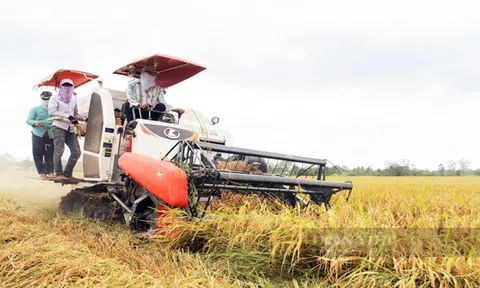 Giá lúa gạo hôm nay tiếp tục tăng nhẹ, 10Lc88 Giải Trí Thể Thao lúa gạo sôi động