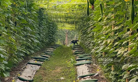 Nậm Pồ - Điện Biên: Trang Chủ LC88.COM Link Mới 2026 Đăng Ký LC 88 xã Chà Nưa mở hội mừng thành công mô hình trồng bí xanh